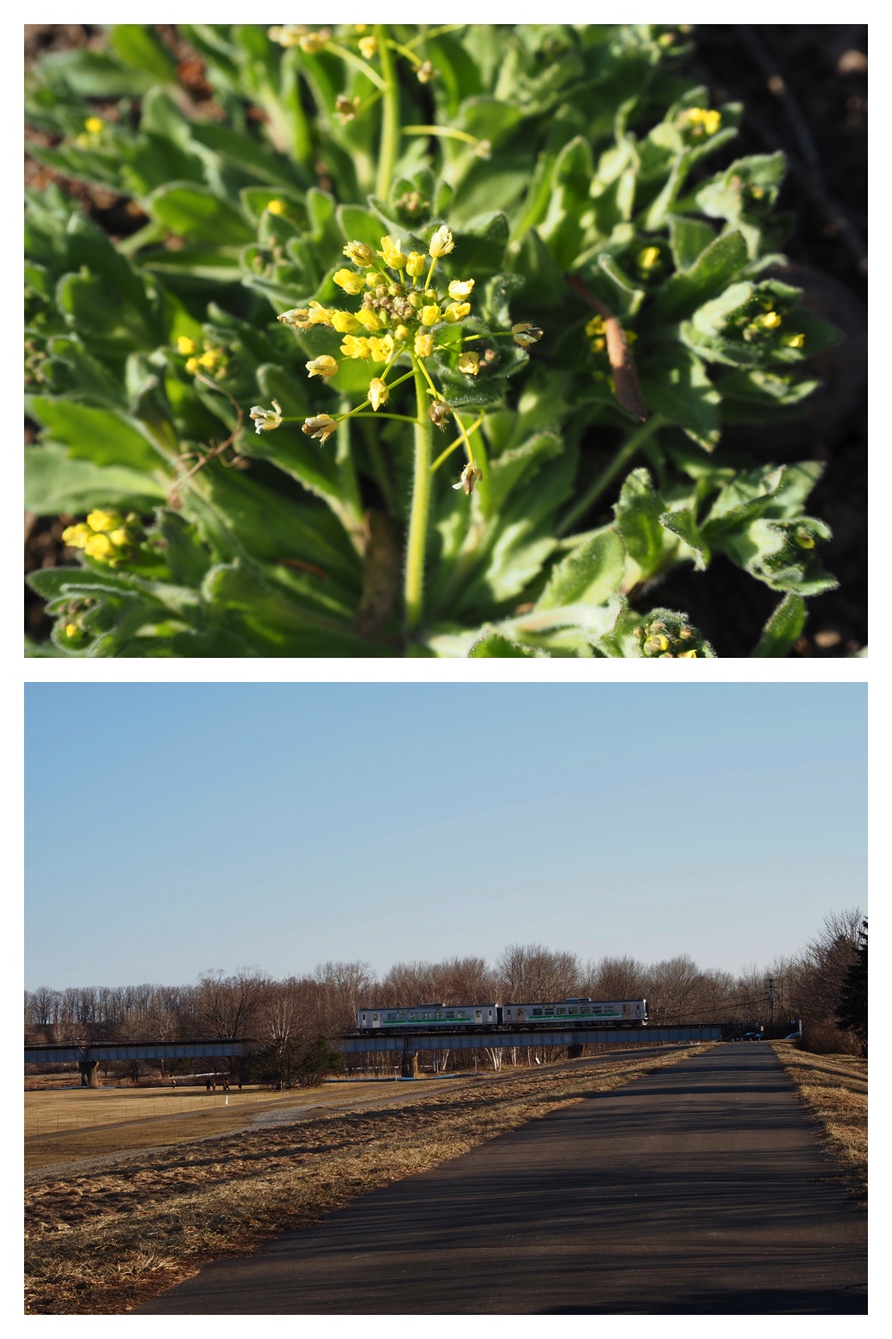 260325_Hasshounochi_13