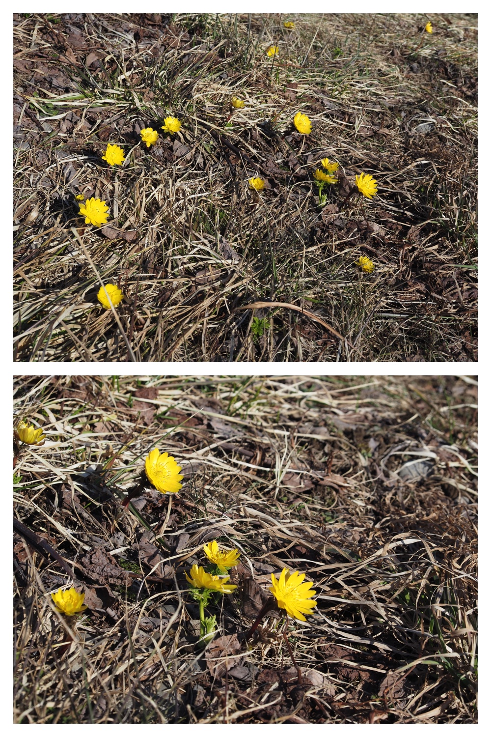 260325_Hasshounochi_3