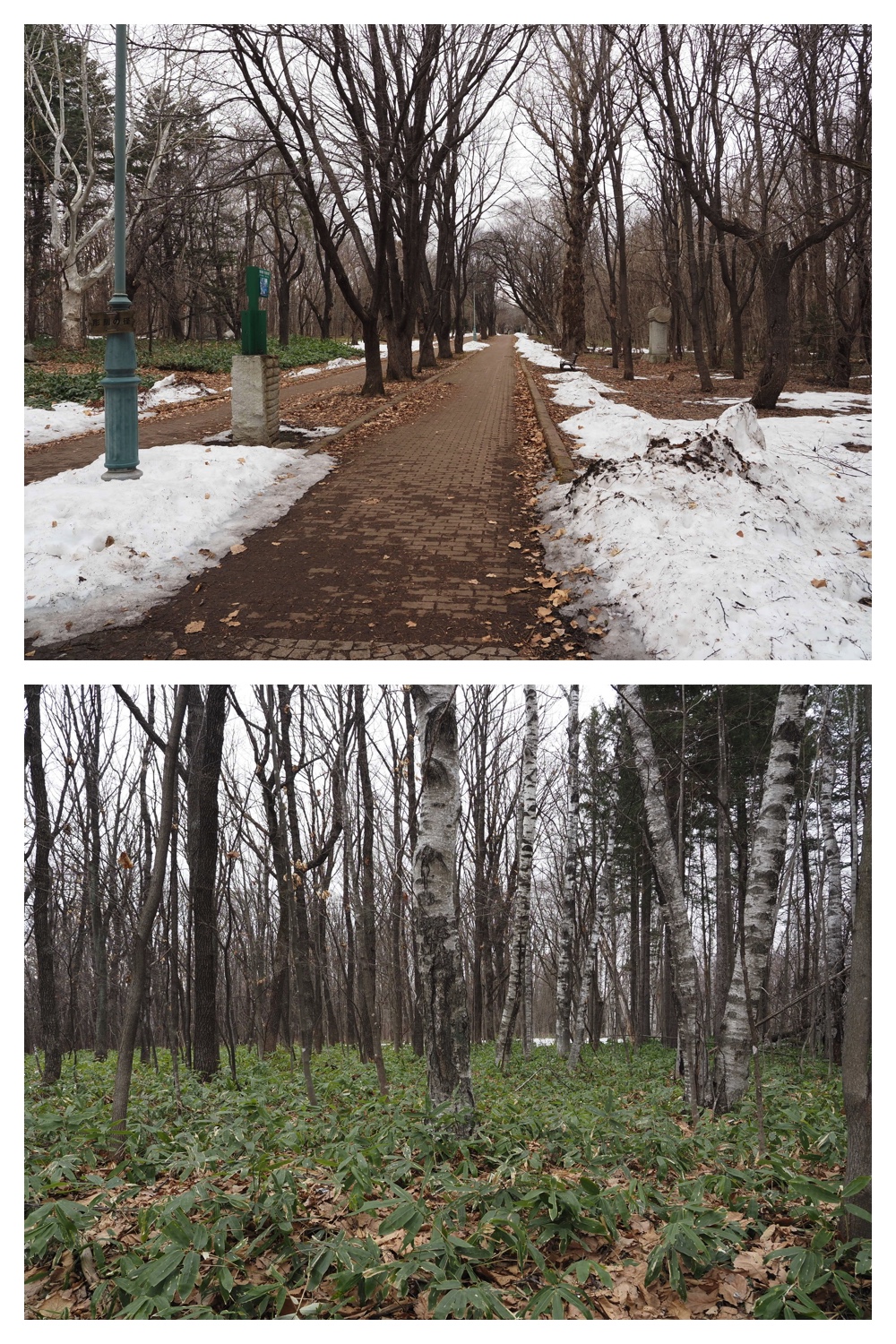 260327_Midorigaoka_1