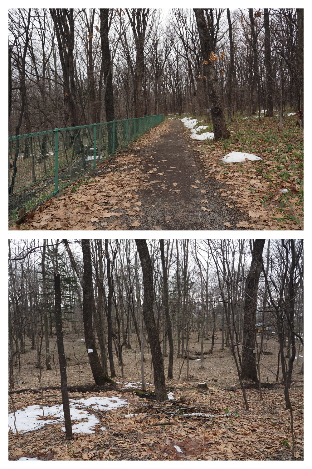 260327_Midorigaoka_2