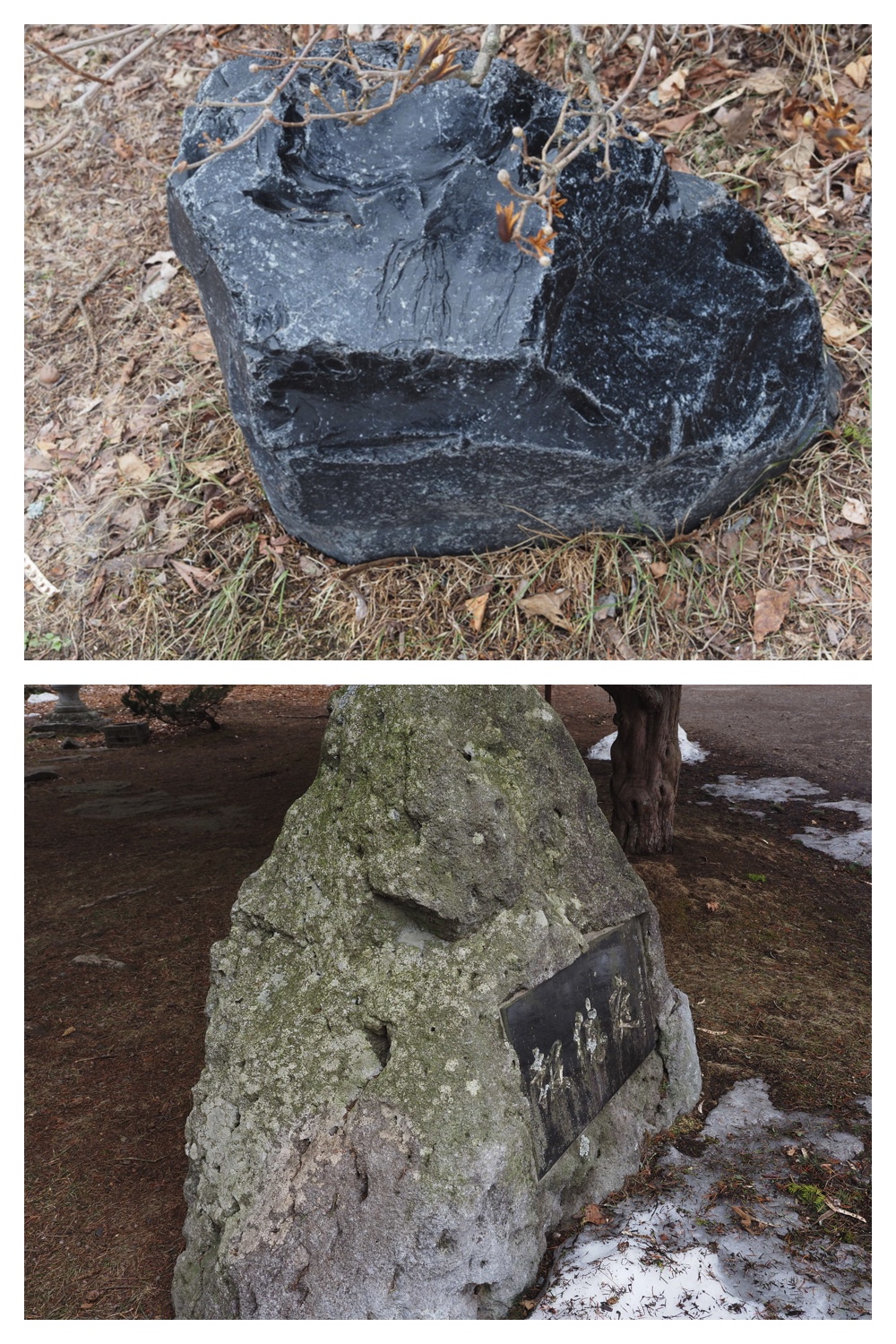 260327_Midorigaoka_4