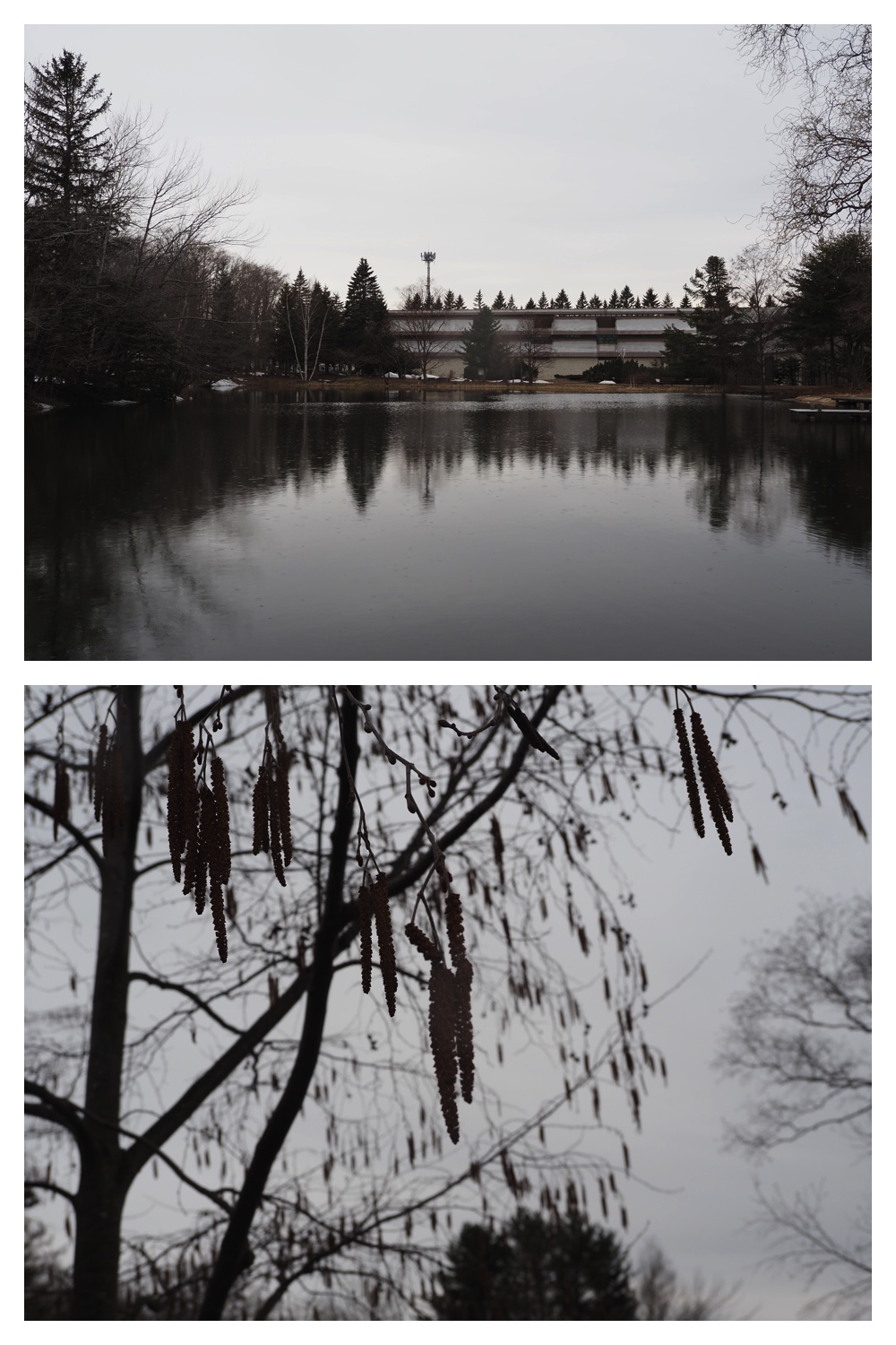 260327_Midorigaoka_8