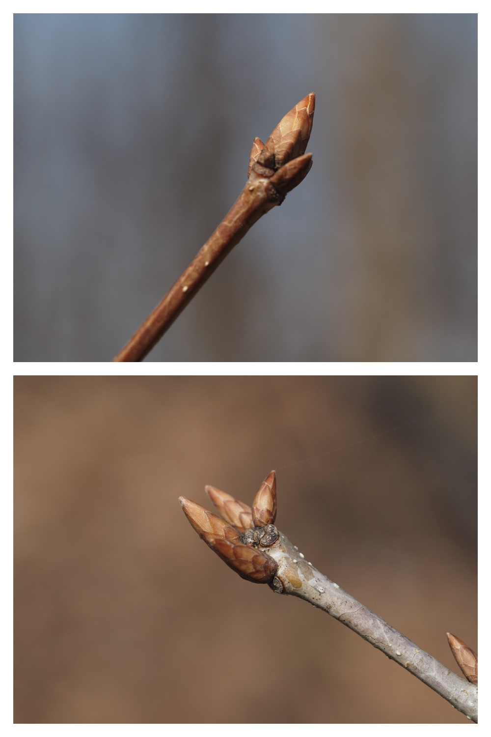 260329_Kunimiyama_11