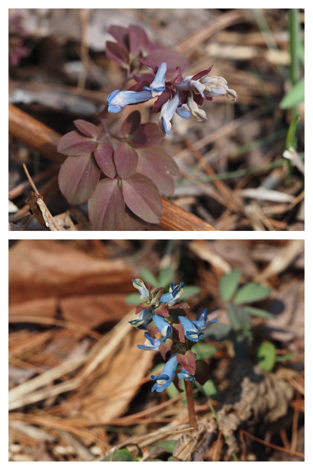 260329_Kunimiyama_13