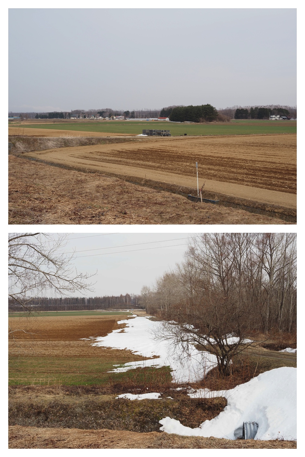 260330_Aoyagihashi_4