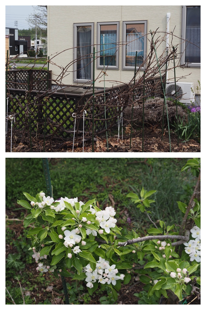 260508_Nakasatsunai_1