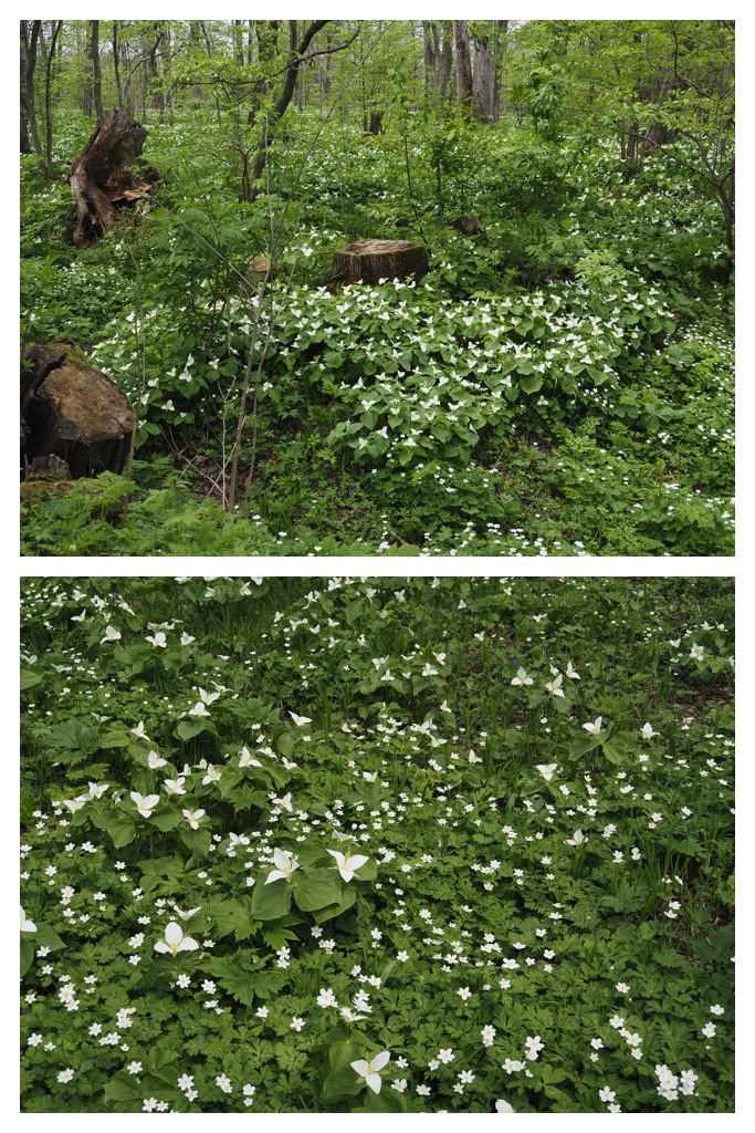 260508_Nakasatsunai_23