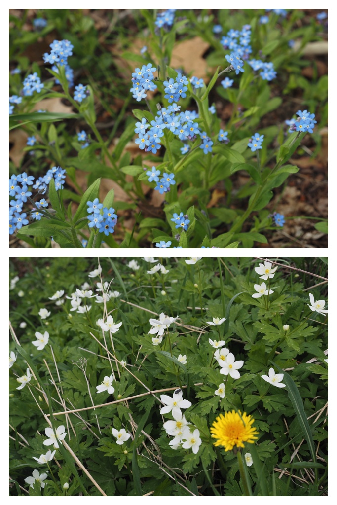 260511_Tokachi-hills_22