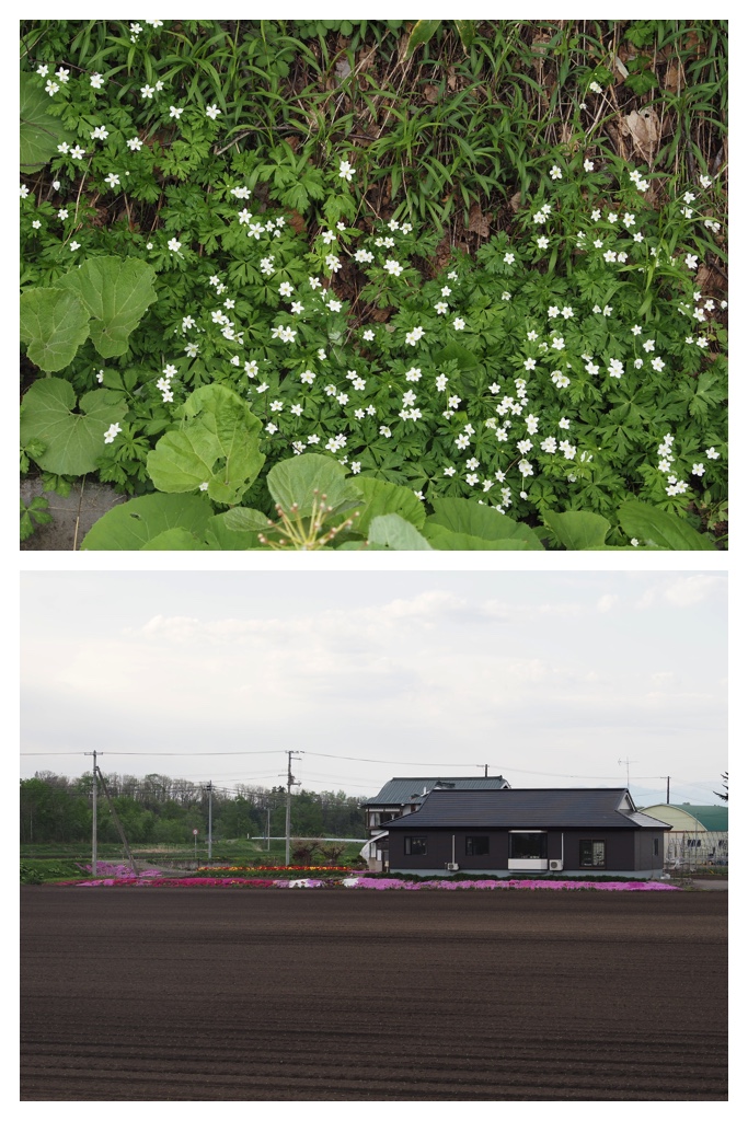 260511_Tokachi-hills_25