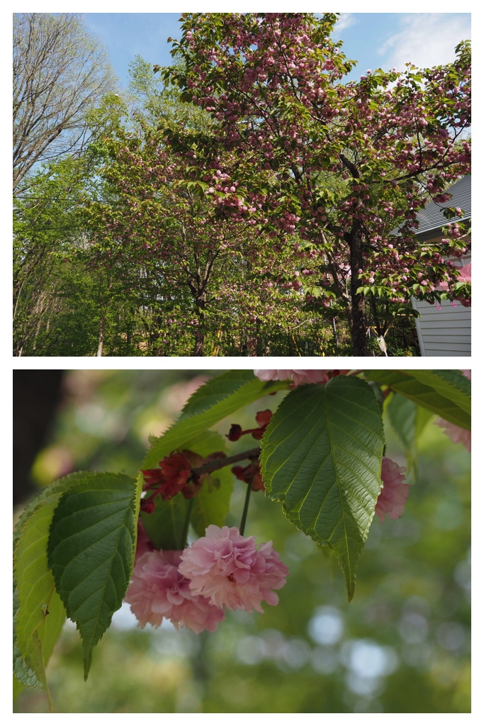 260511_Tokachi-hills_5