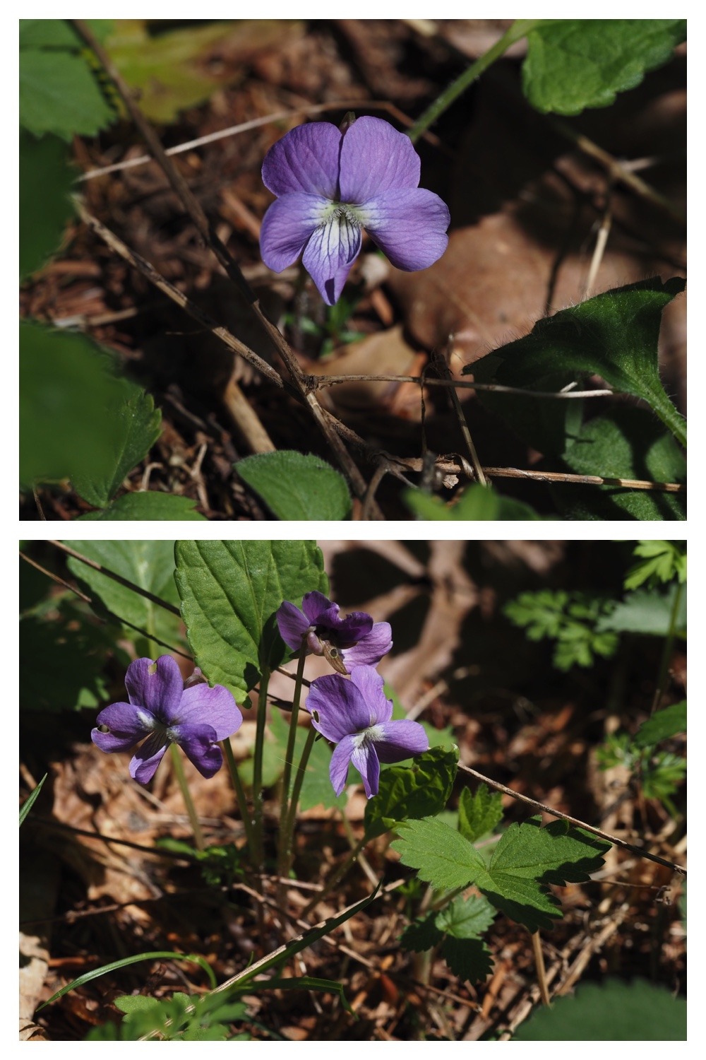 260512_Kunimiyama_14