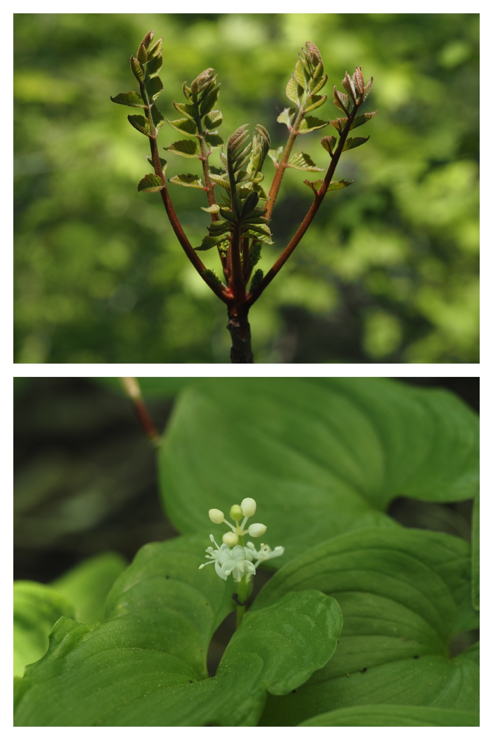 260512_Kunimiyama_22