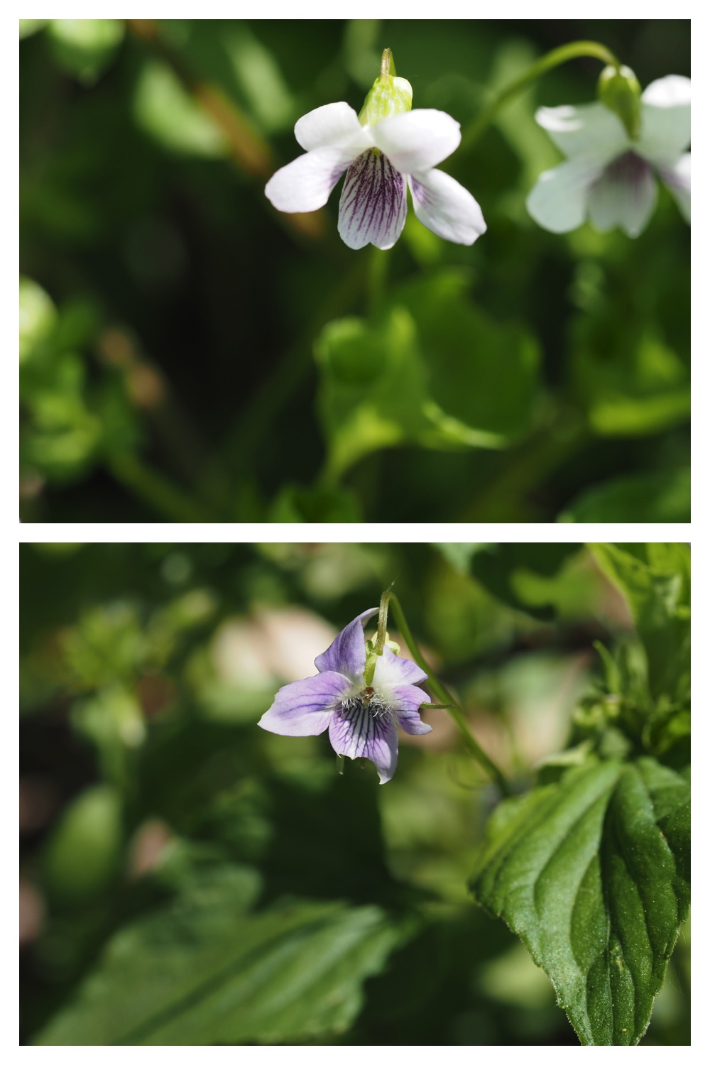 260512_Kunimiyama_3