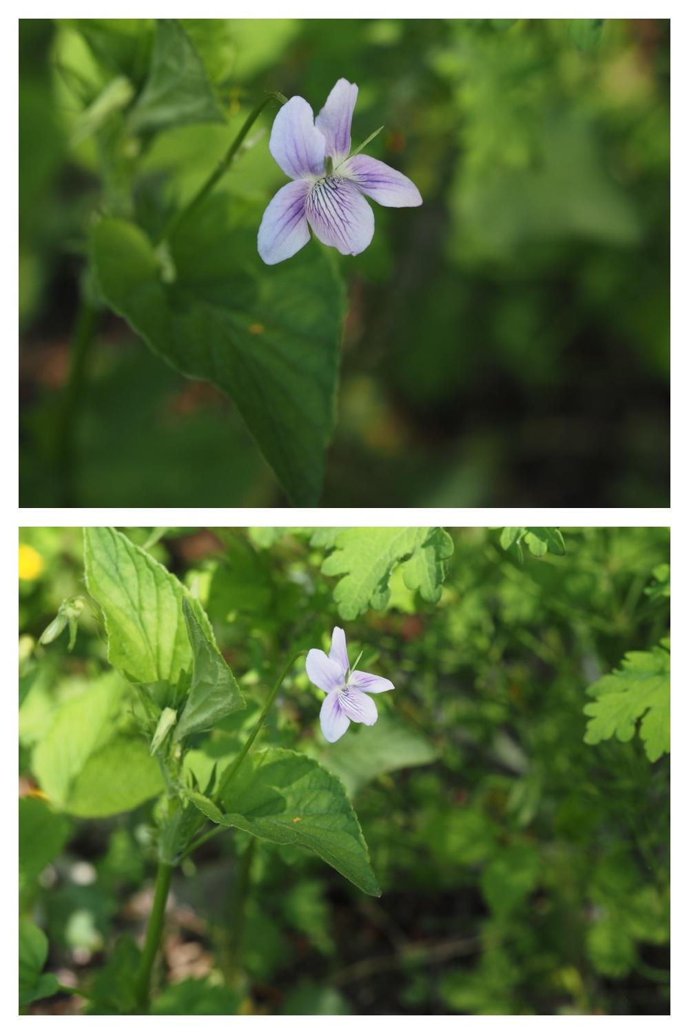 260512_Kunimiyama_4