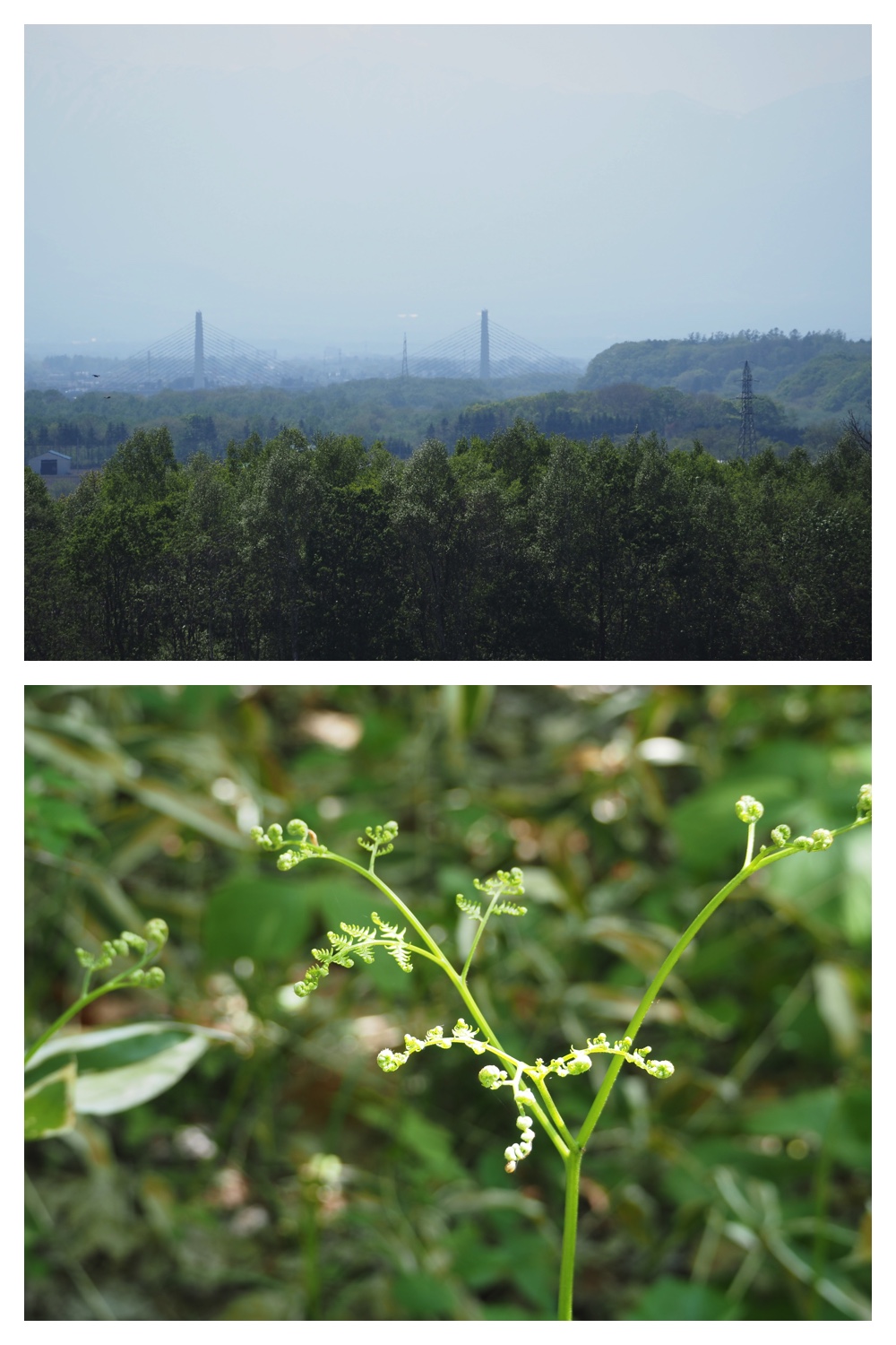 260514_Tokachigaoka_17