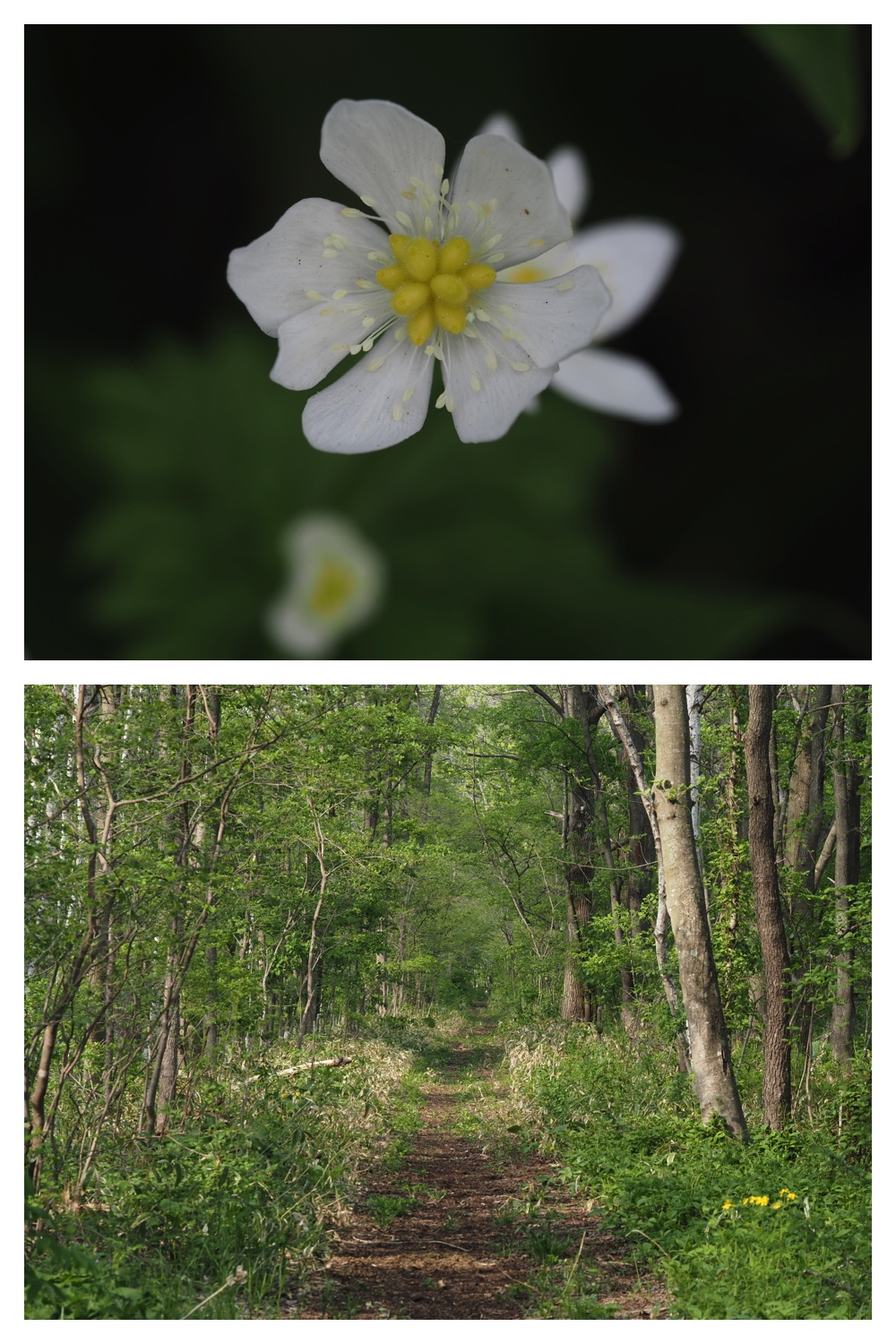 260516_Urikaigawa_12
