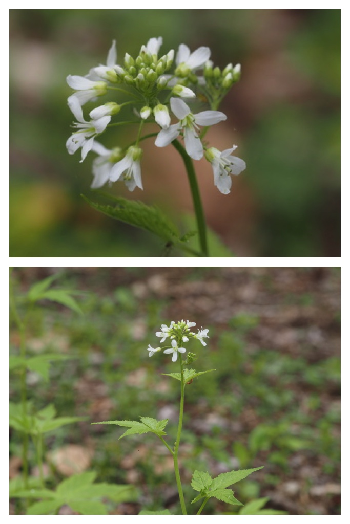 260517_Plants_1