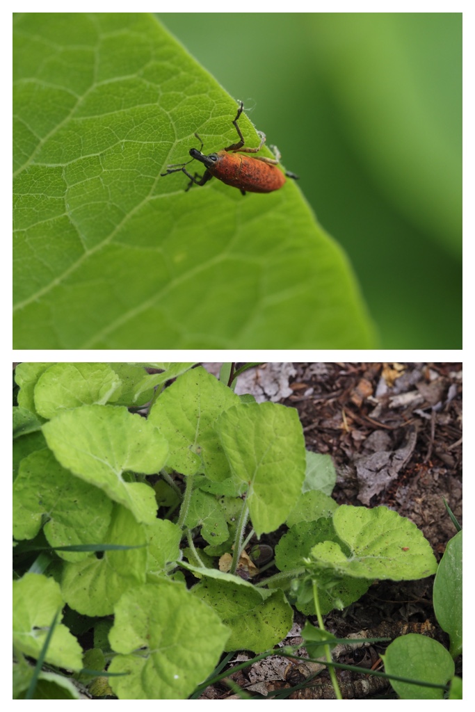 260517_Plants_10