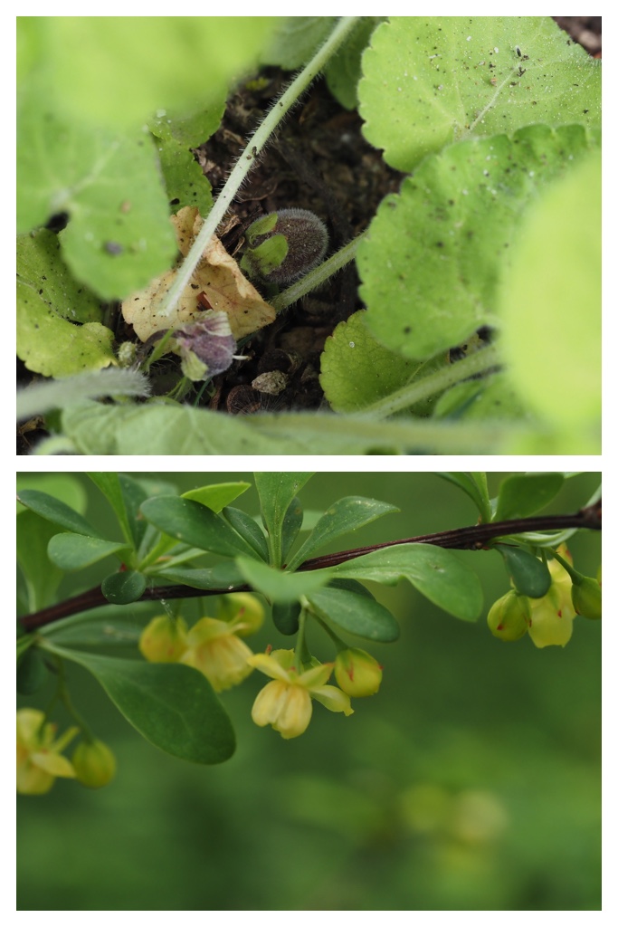 260517_Plants_11