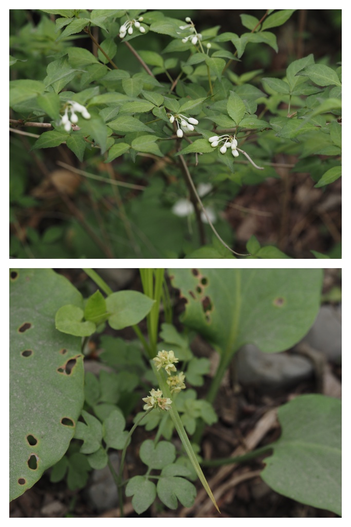 260517_Plants_14