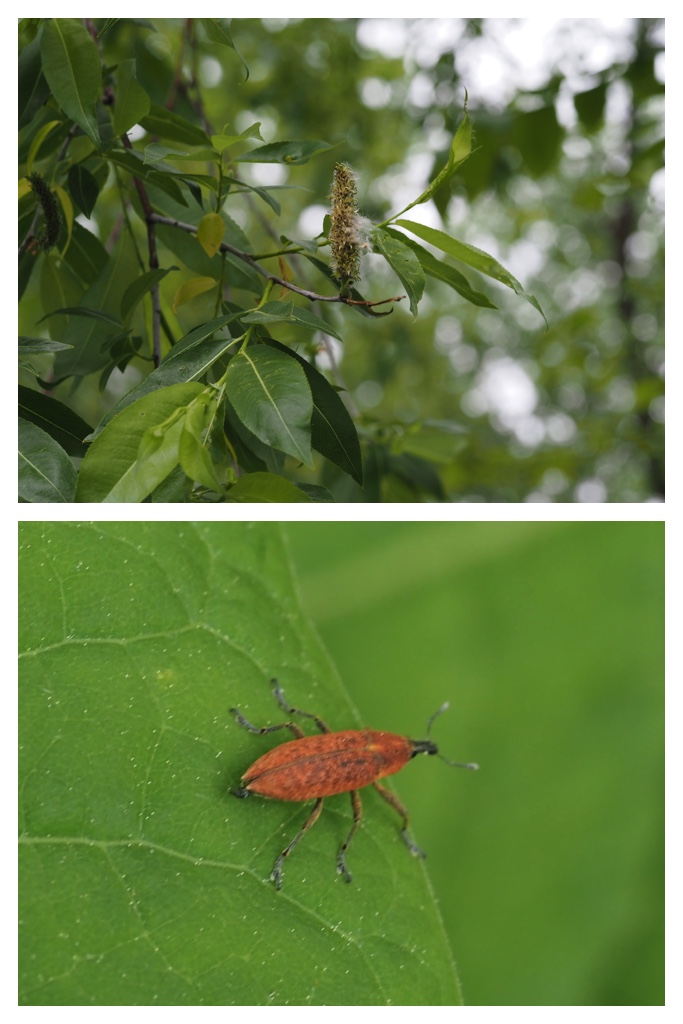 260517_Plants_9