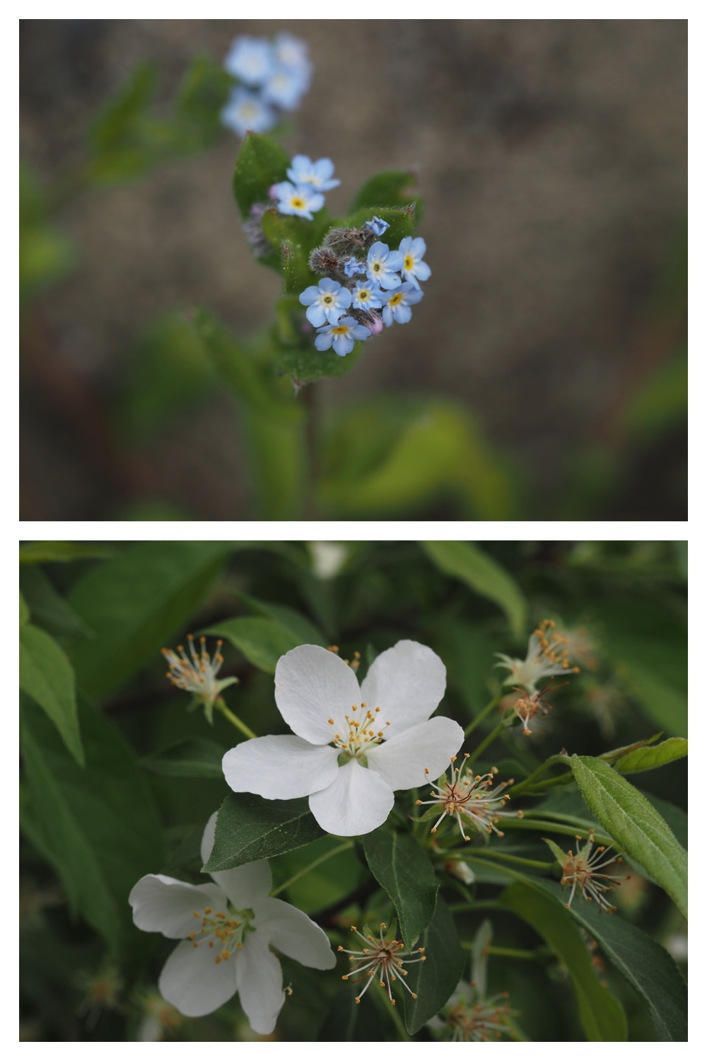 260519_Suzuran_10