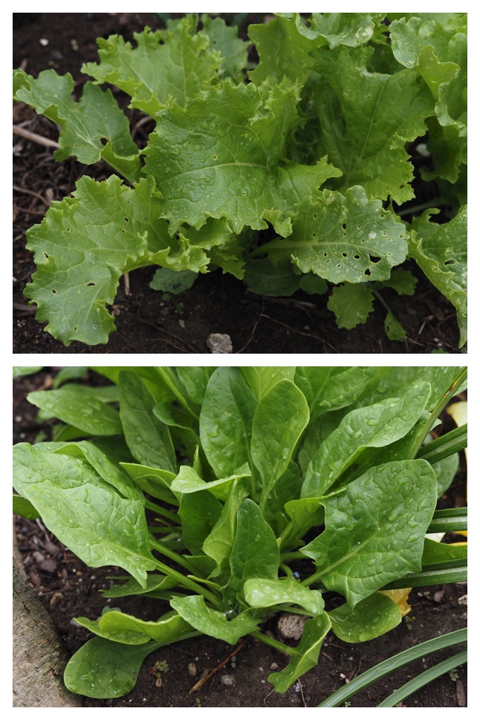 260520_Garden-plants_1
