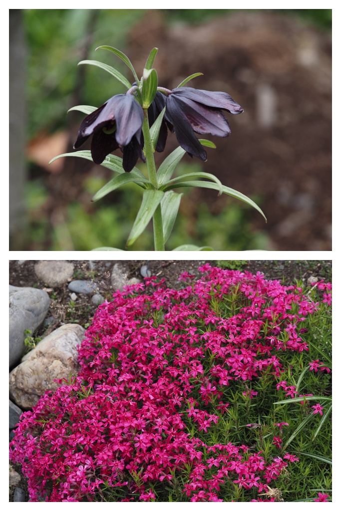260520_Garden-plants_10