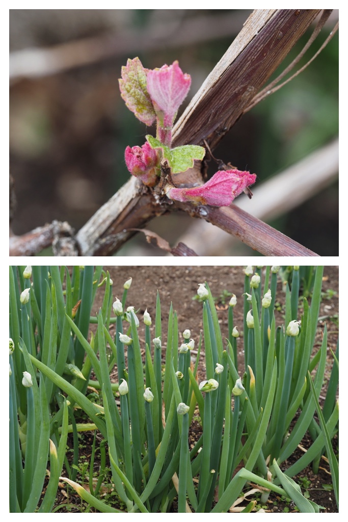 260520_Garden-plants_12