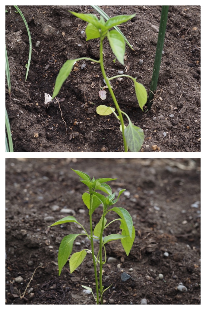 260520_Garden-plants_2
