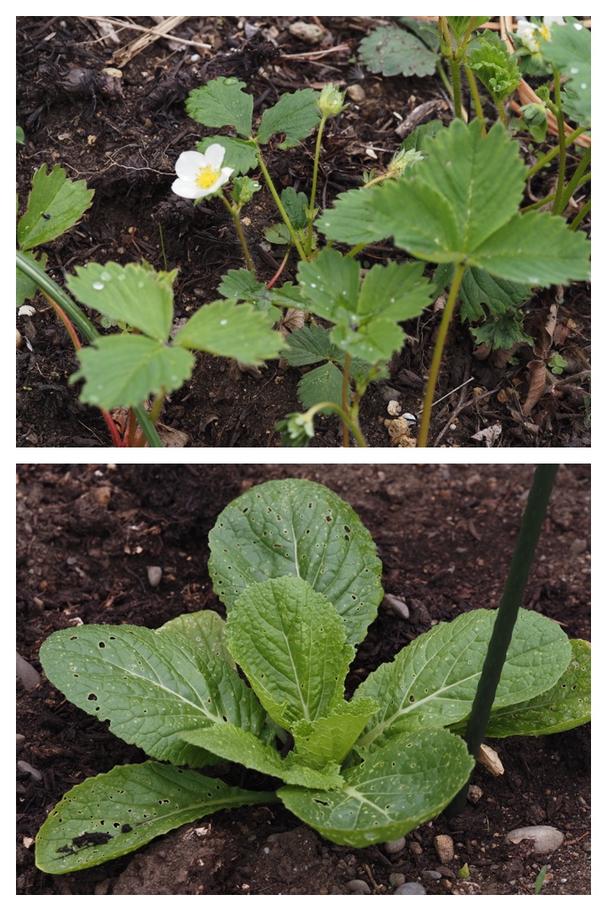 260520_Garden-plants_3