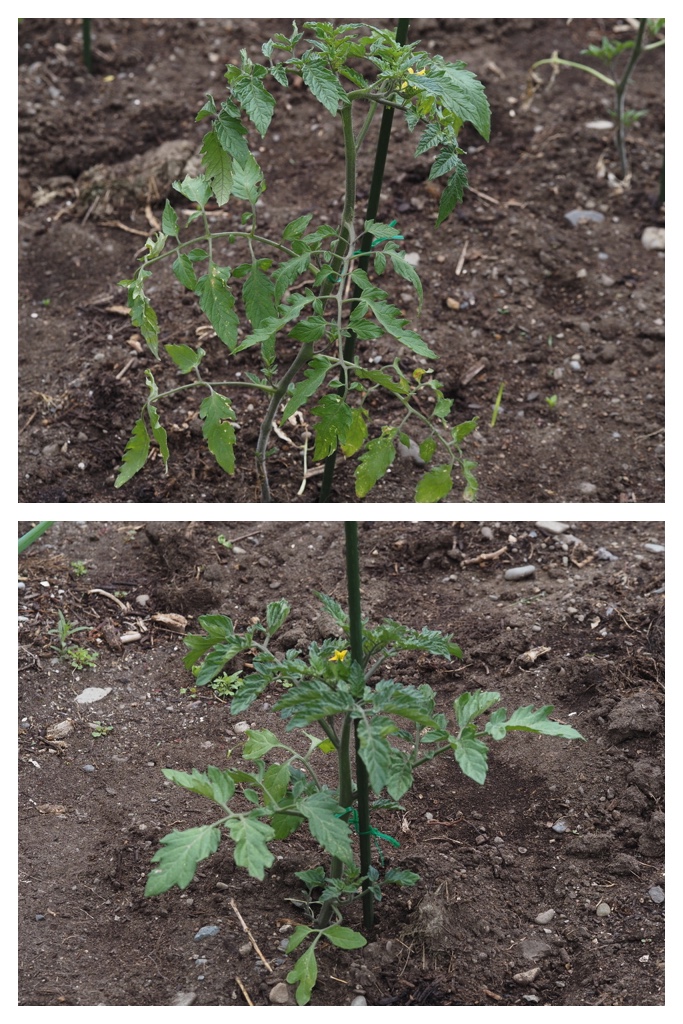 260520_Garden-plants_4