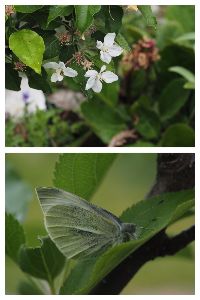 260520_Garden-plants_7