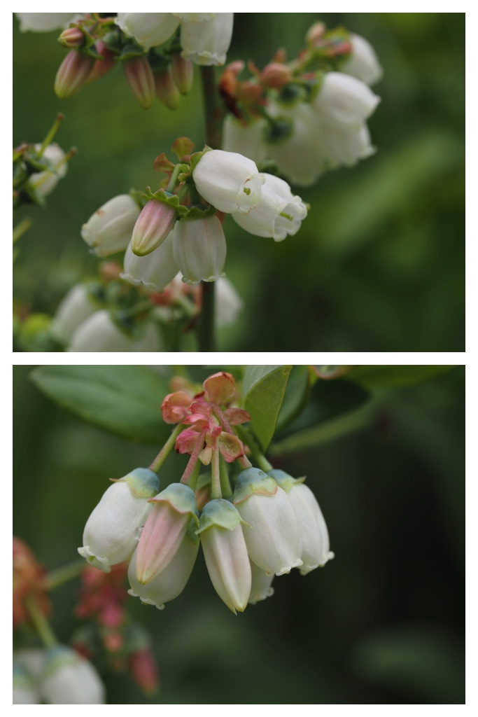 260520_Garden-plants_8