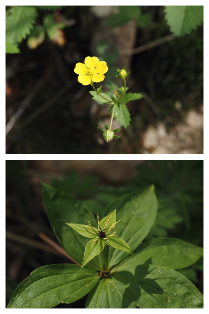 260521_Urikaigawa_7