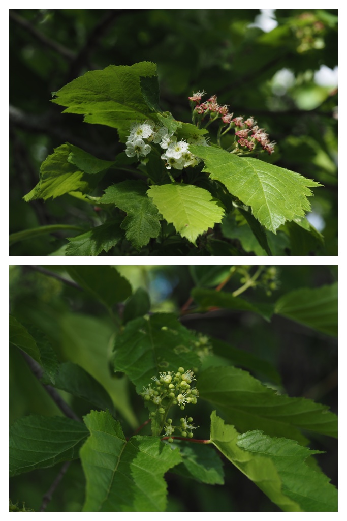 260529_Noukoumori_15