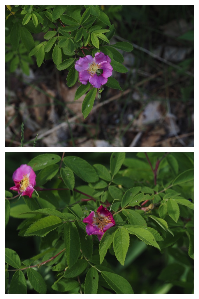 260529_Noukoumori_16