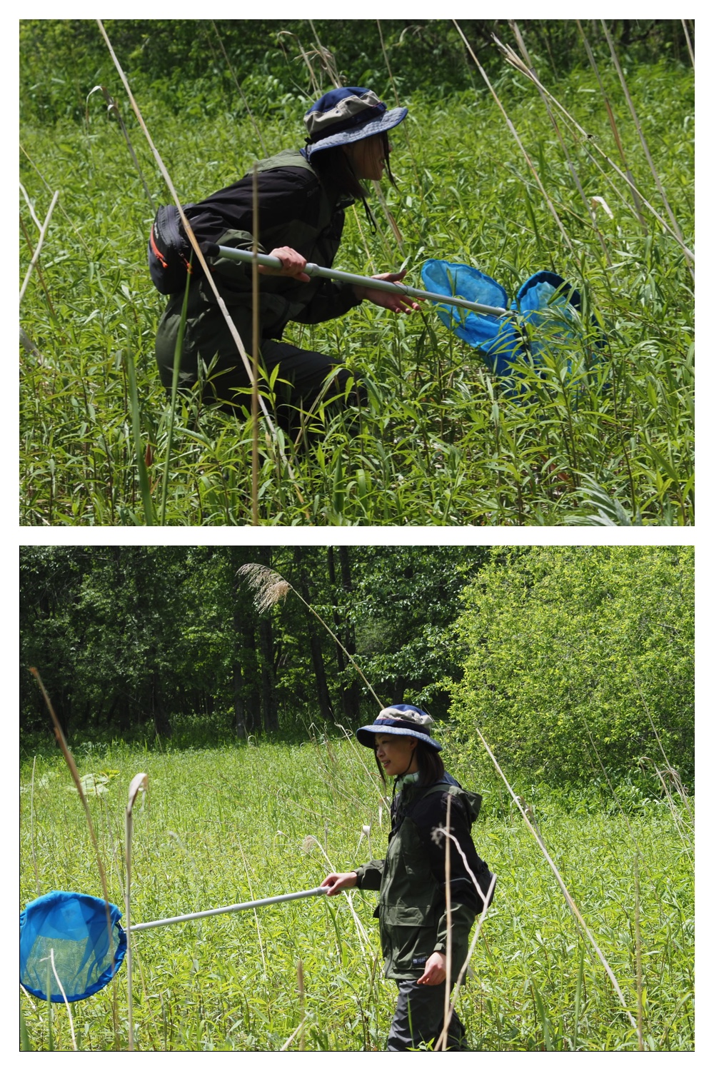 260531_Ezorisu-census_26