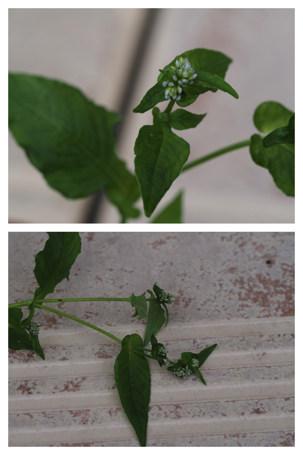 260903_Tanisoba_1