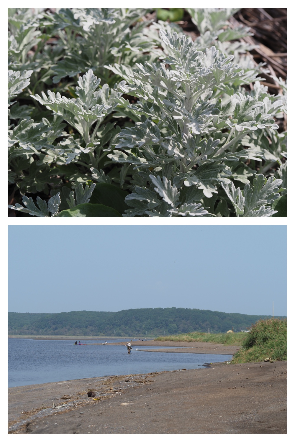 260905_Shizenshi_21