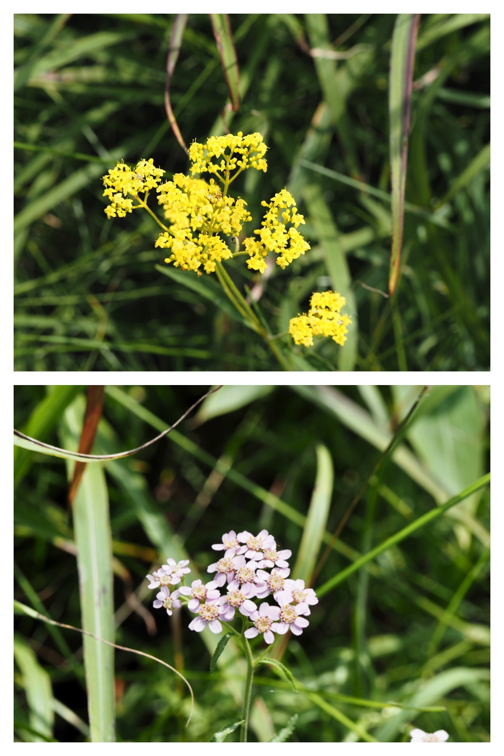 260905_Shizenshi_5