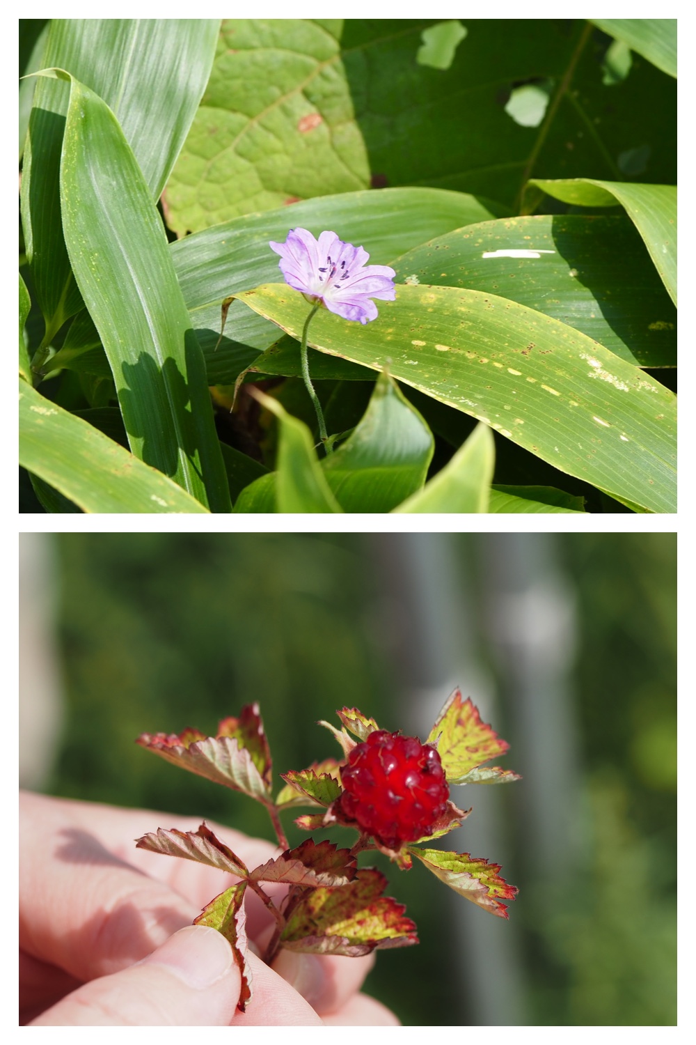 260905_Shizenshi_6