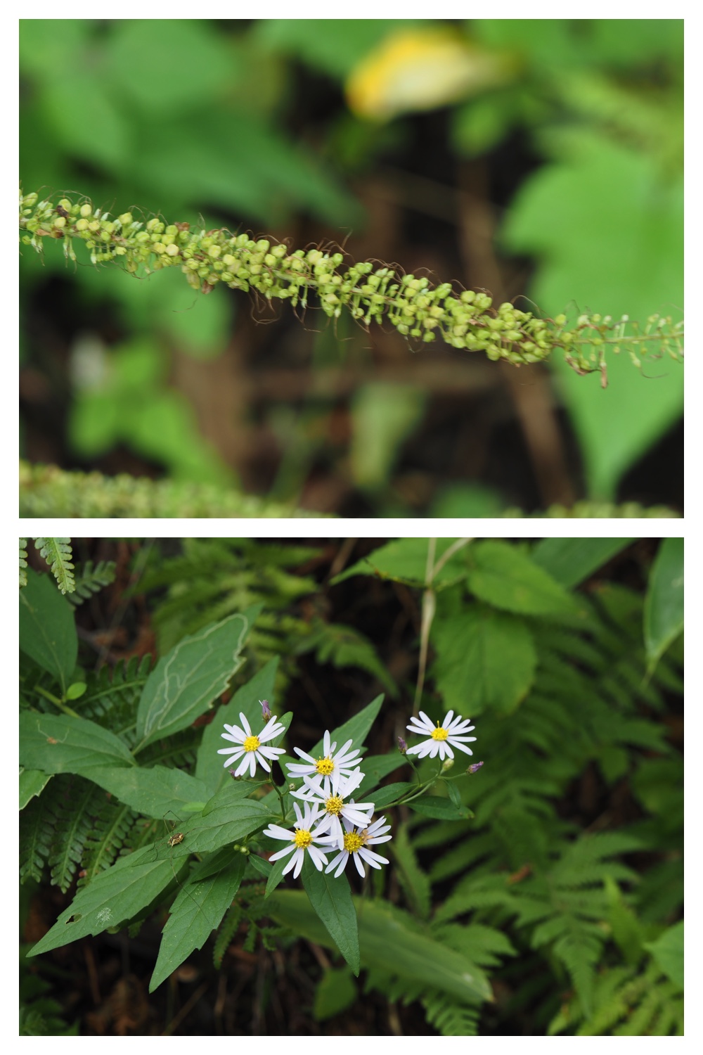 260906_Chou_13