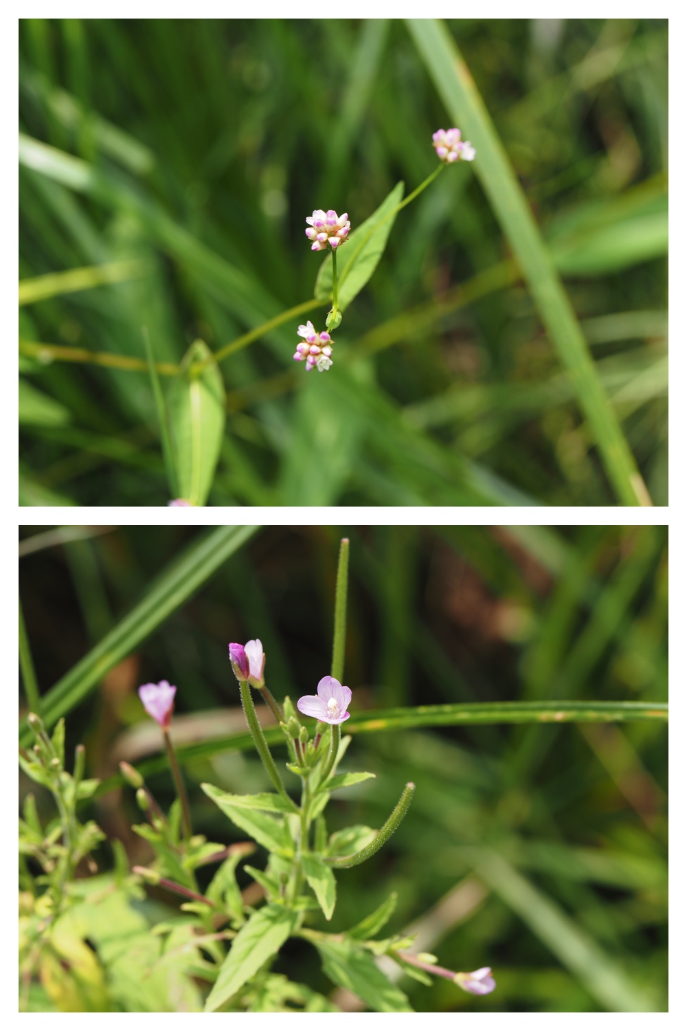 260906_Chou_25