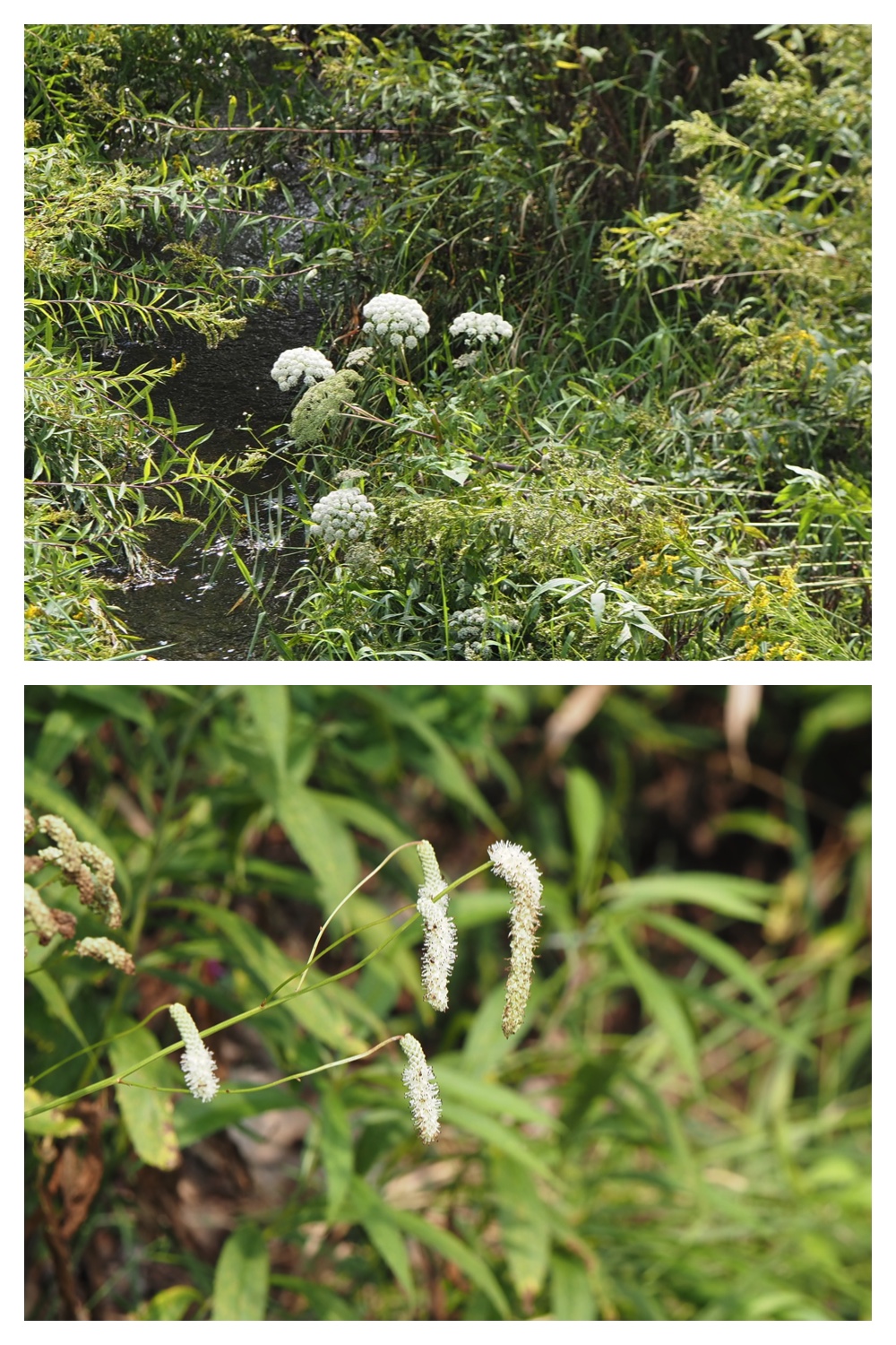 260906_Shokubutsu_1