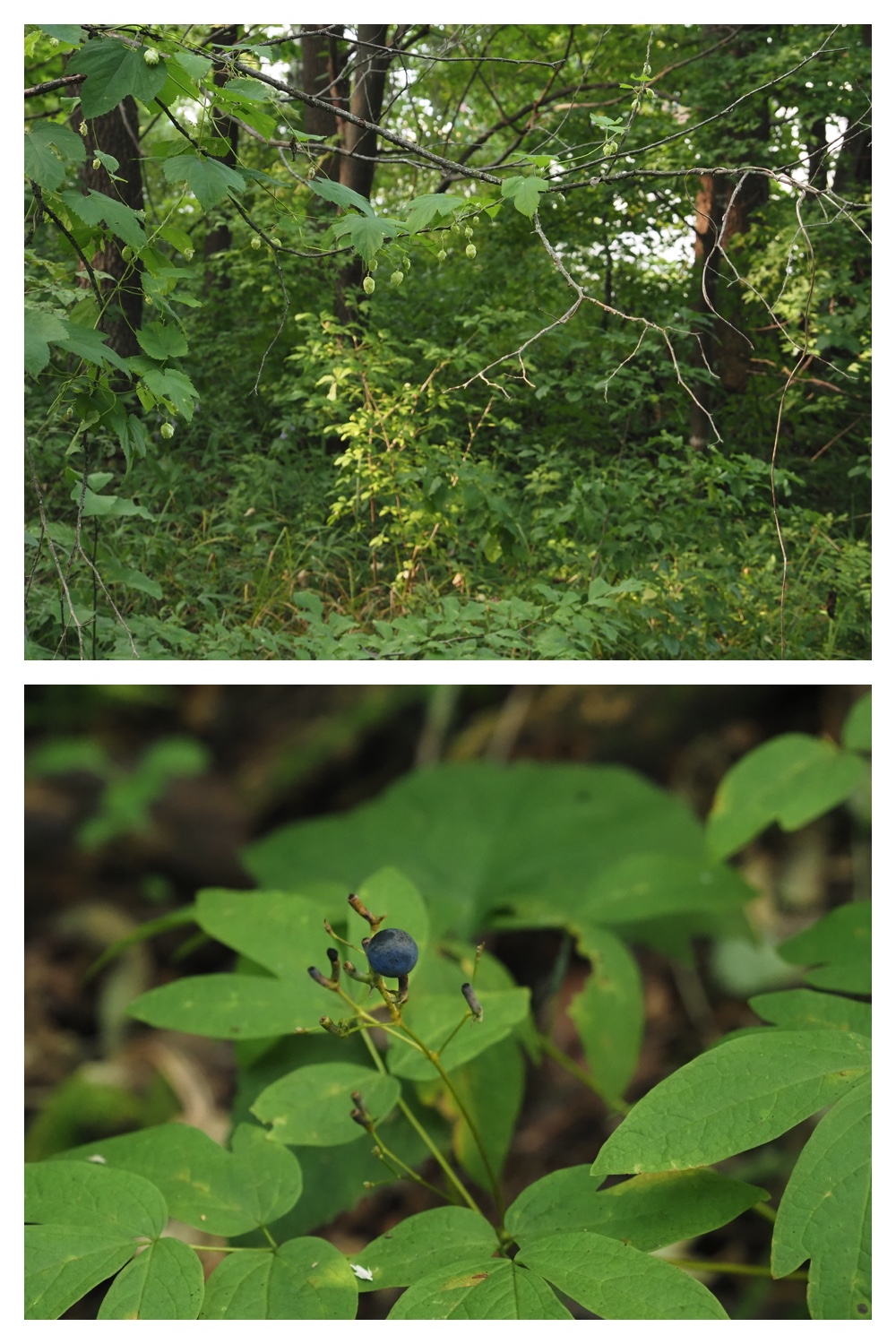 260906_Shokubutsu_15