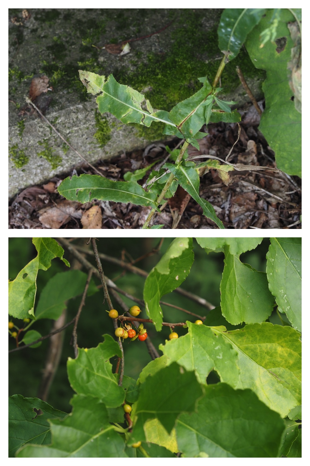 260906_Shokubutsu_18