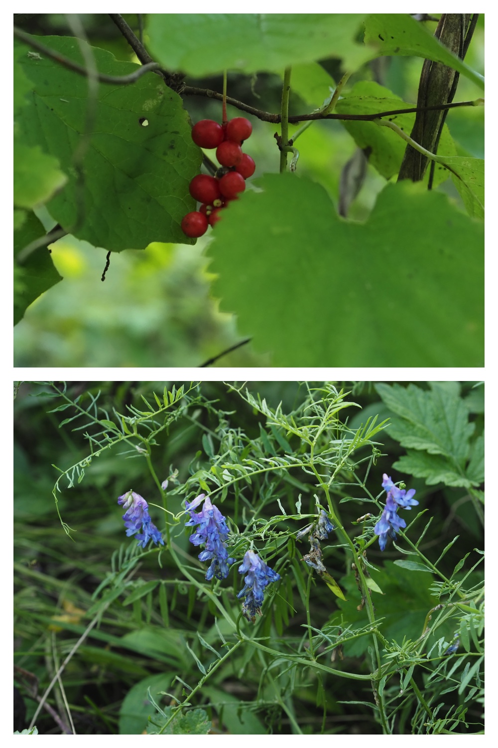 260908_Kikyou_21