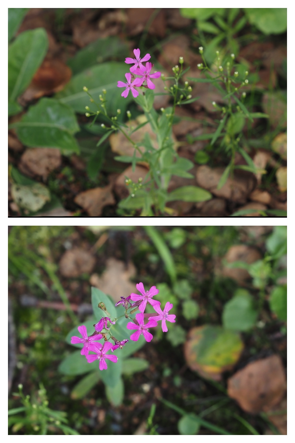 260908_Kikyou_37