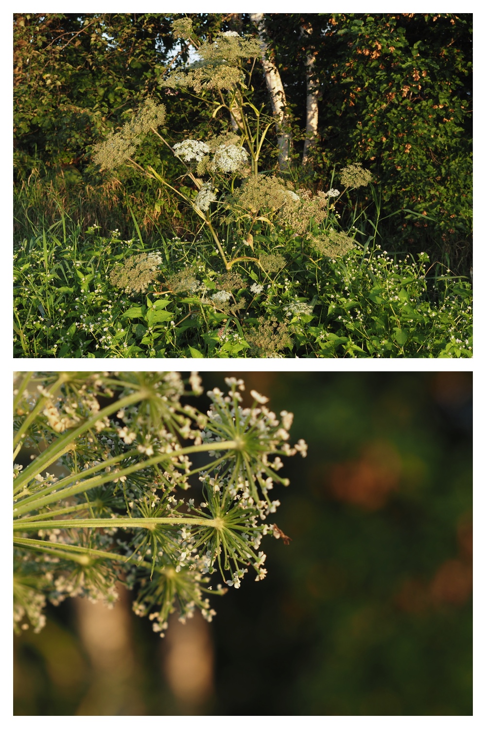 260908_Kikyou_38
